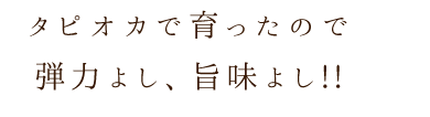 タピオカで育ったので